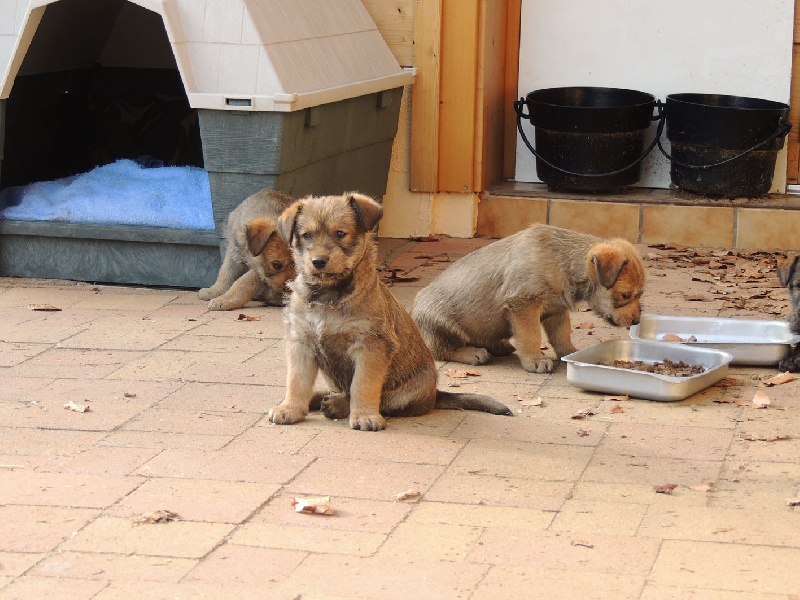 chiots 2013